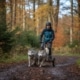 Teilnahme an Hunde-/Hundeschlittenrennen und deren Training/Vorbereitung Christian Willmann Versicherungsmakler Mannheim